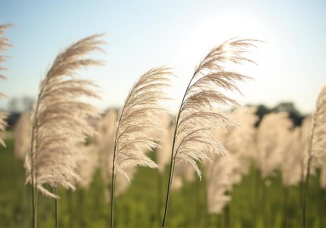 Graminacee ornamentali che ondeggiano al vento dorato